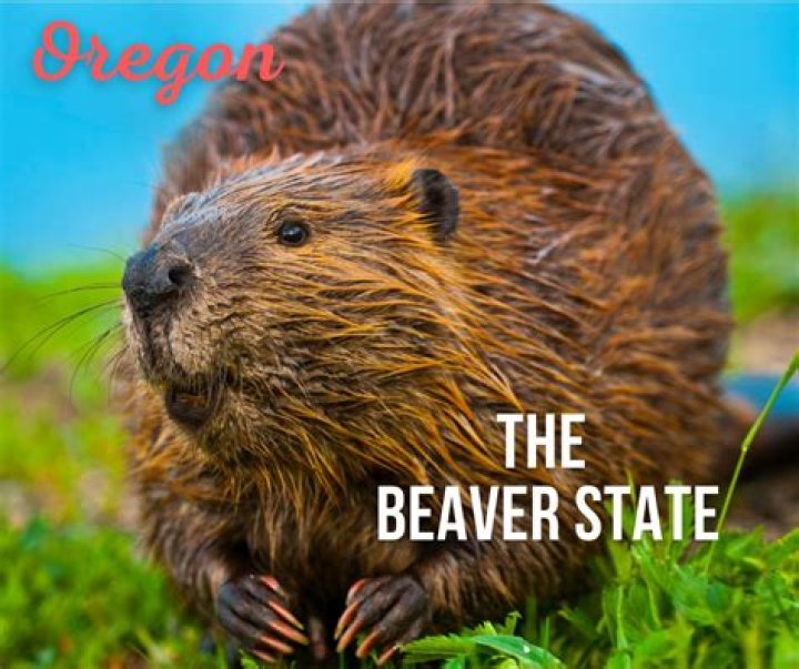 Oregon State Nickname the Beaver State INSTANT DIGITAL Etsy